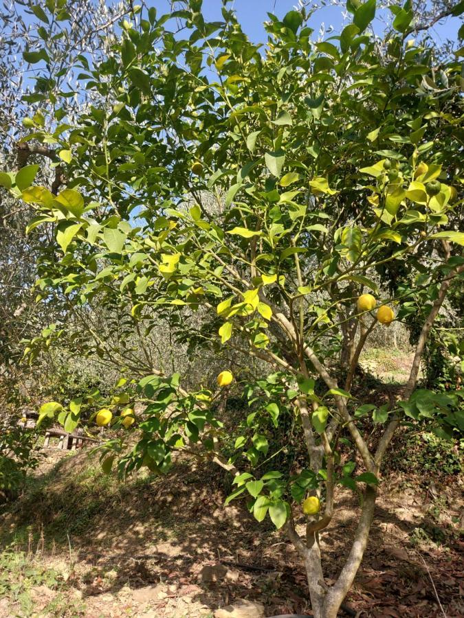 הוילה אפריקלה Nostro Rifugio מראה חיצוני תמונה
